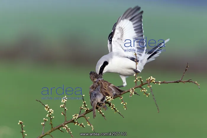 : Great Grey Shrike - with impaled House Sparrow : Great Grey Shrike - with impaled House Sparrow