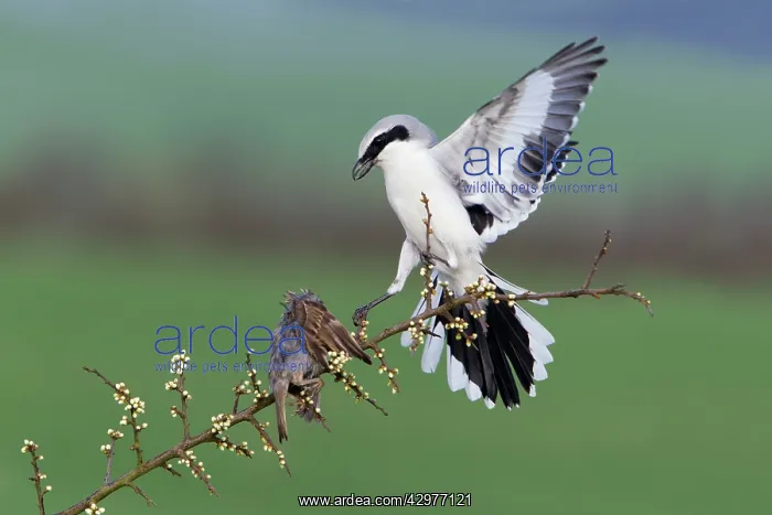 : Great Grey Shrike - with impaled House Sparrow : Great Grey Shrike - with impaled House Sparrow