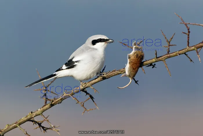 : Great Grey Shrike - with impaled mouse on thorn branch : Great Grey Shrike - with impaled mouse on thorn branch