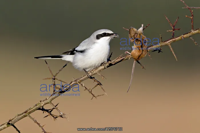 : Great Grey Shrike - with impaled mouse on thorn branch : Great Grey Shrike - with impaled mouse on thorn branch