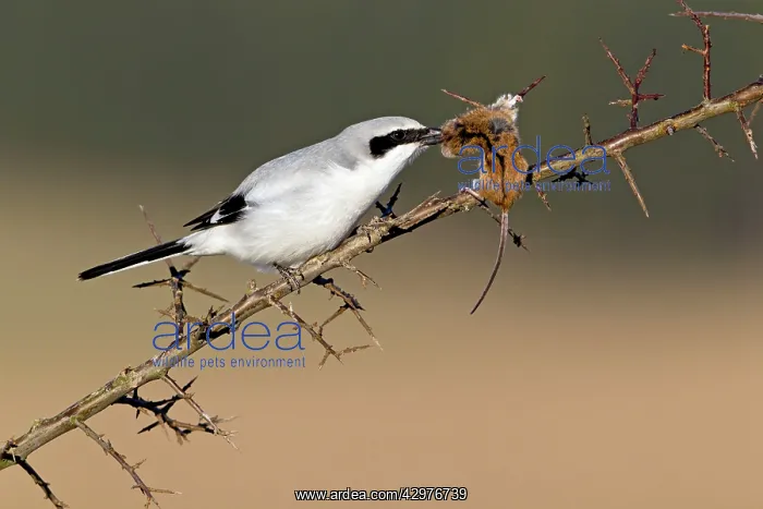 : Great Grey Shrike - with impaled mouse on thorn branch : Great Grey Shrike - with impaled mouse on thorn branch