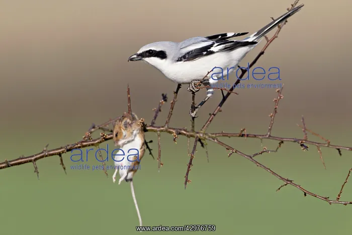 : Great Grey Shrike - with impaled mouse on thorn branch : Great Grey Shrike - with impaled mouse on thorn branch