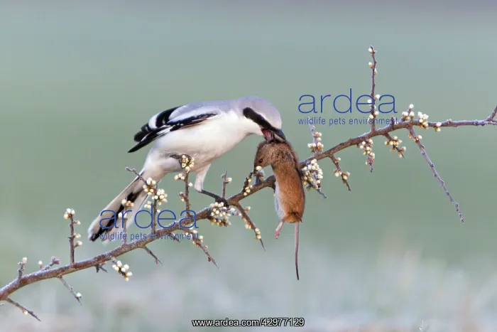 : Great Grey Shrike - with impaled Mouse on thorn branch : Great Grey Shrike - with impaled Mouse on thorn branch