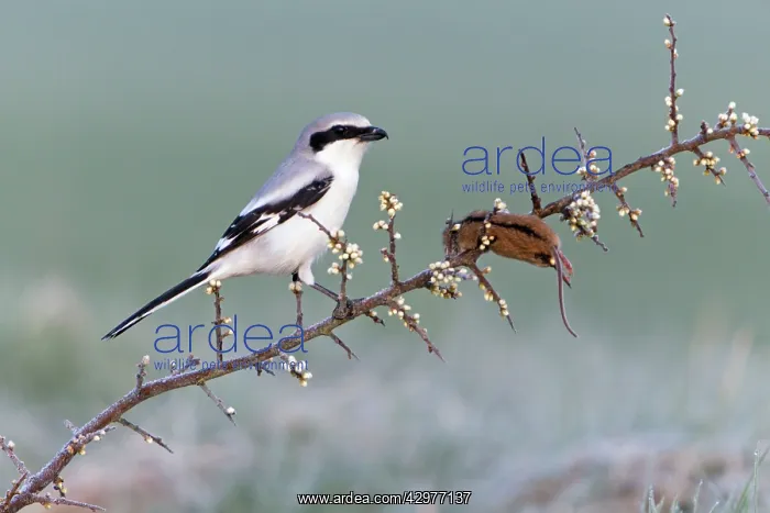  : Great Grey Shrike - with impaled Mouse on thorn branch