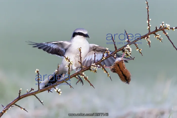 : Great Grey Shrike - with impaled Mouse on thorn branch : Great Grey Shrike - with impaled Mouse on thorn branch