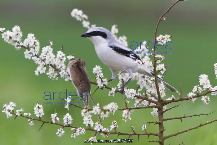 : Great Grey Shrike - with impaled Mouse on Thorn branch : Great Grey Shrike - with impaled Mouse on Thorn branch