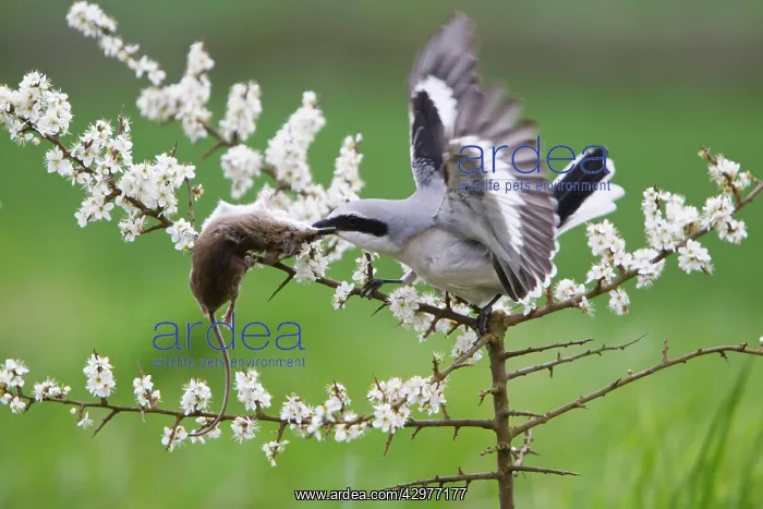 : Great Grey Shrike - with impaled Mouse on Thorn branch : Great Grey Shrike - with impaled Mouse on Thorn branch