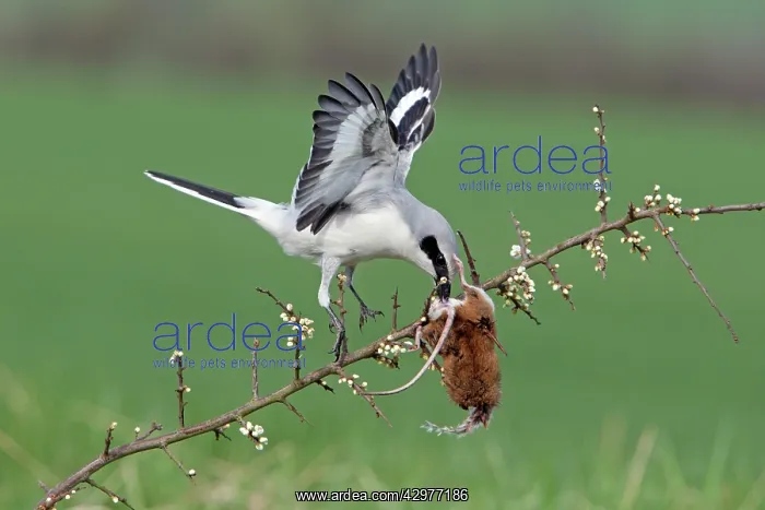 : Great Grey Shrike - with impaled Mouse on Thorn branch : Great Grey Shrike - with impaled Mouse on Thorn branch