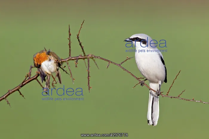 : Great Grey Shrike - with impaled robin on thorn branch : Great Grey Shrike - with impaled robin on thorn branch