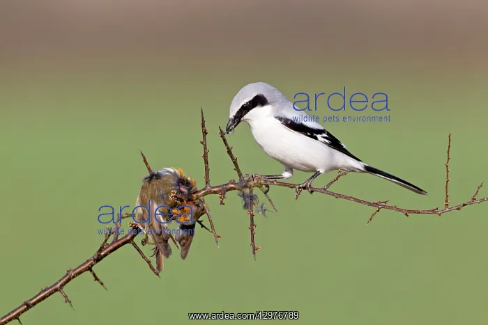 : Great Grey Shrike - with impaled robin on thorn branch : Great Grey Shrike - with impaled robin on thorn branch