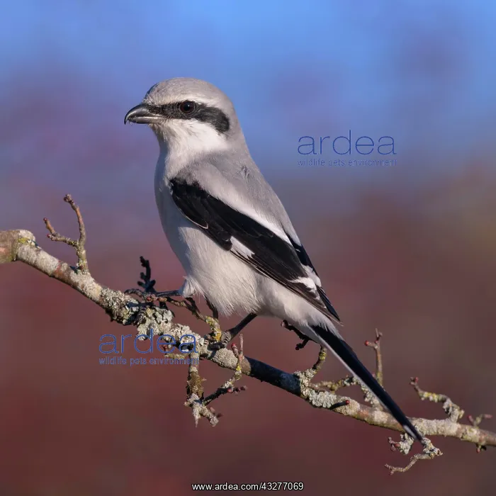 : Great Grey Shrike (Lanius excubitor), on the branch : Great Grey Shrike (Lanius excubitor), on the branch