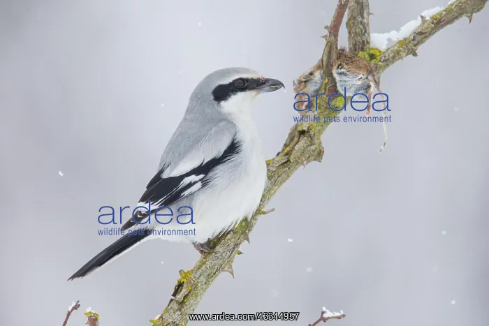 : Great Grey Shrike (Lanius excubitor) feeding on : Great Grey Shrike (Lanius excubitor) feeding on