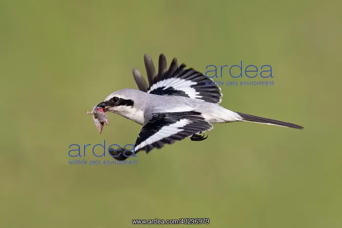 : Great Grey Shrike (Lanius excubitor) in flight with : Great Grey Shrike (Lanius excubitor) in flight with