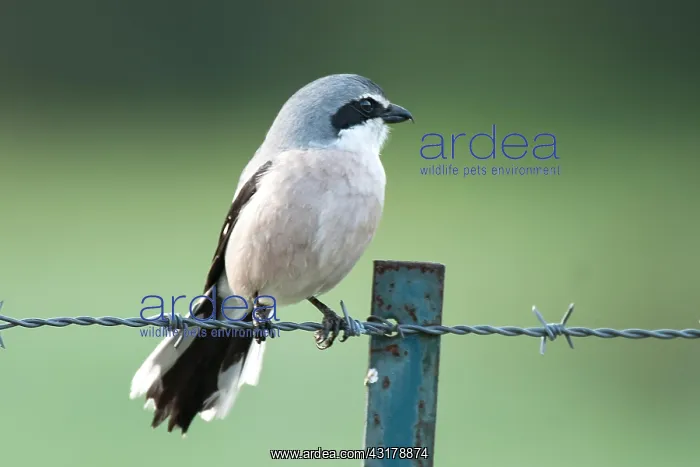 : Great grey shrike (Lanius excubitor) on a pasture : Great grey shrike (Lanius excubitor) on a pasture
