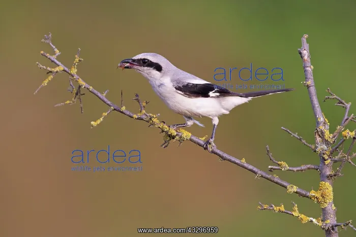 : Great Grey Shrike (Lanius excubitor) with prey in : Great Grey Shrike (Lanius excubitor) with prey in