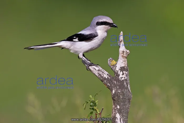 : Great Grey Shrike (Lanius excubitor), Thuringia : Great Grey Shrike (Lanius excubitor), Thuringia