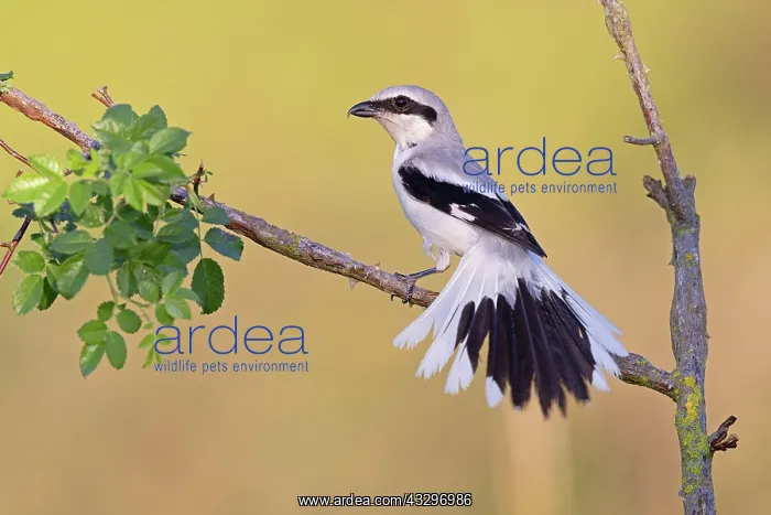 : Great Grey Shrike (Lanius excubitor), Thuringia : Great Grey Shrike (Lanius excubitor), Thuringia