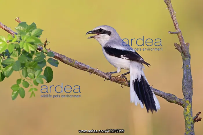 : Great Grey Shrike (Lanius excubitor), Thuringia : Great Grey Shrike (Lanius excubitor), Thuringia