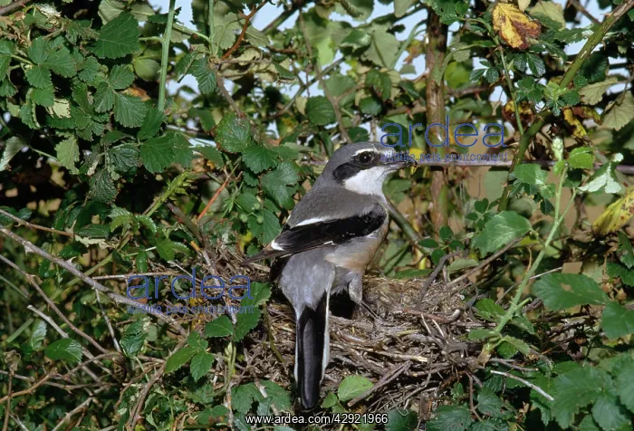 : Great Grey Shrike - at nest : Great Grey Shrike - at nest