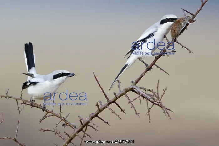 : Great Grey Shrike - pair with impaled mouse on thorn branch : Great Grey Shrike - pair with impaled mouse on thorn branch