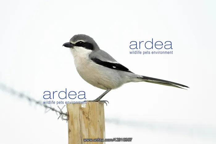 : Great Grey Shrike - perched on fence post : Great Grey Shrike - perched on fence post