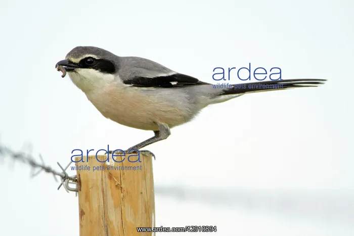 : Great Grey Shrike - perched on fence post, with food in bill : Great Grey Shrike - perched on fence post, with food in bill