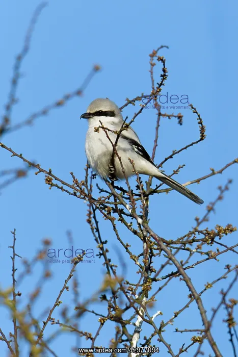: Great Grey Shrike - perched on Thorn bush in breeding : Great Grey Shrike - perched on Thorn bush in breeding