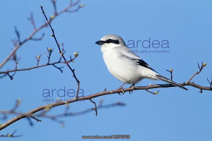 : Great Grey Shrike - perched on whitethorn bush : Great Grey Shrike - perched on whitethorn bush