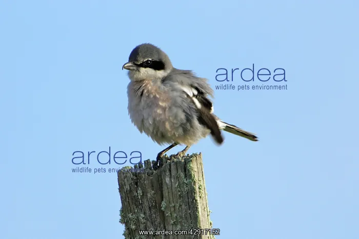 : Great Grey Shrike - ruffling its feathers : Great Grey Shrike - ruffling its feathers