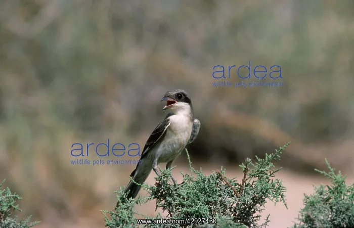 : GREAT GREY SHRIKE - singing : GREAT GREY SHRIKE - singing
