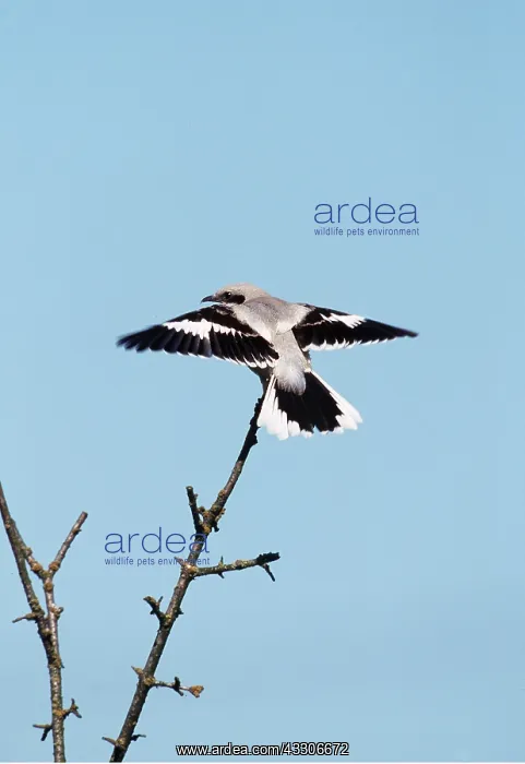 : GREAT GREY SHRIKE - with wings out : GREAT GREY SHRIKE - with wings out