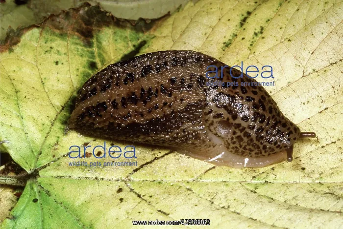 : GREAT GREY SLUG / LEOPARD SLUG - on leaf : GREAT GREY SLUG / LEOPARD SLUG - on leaf