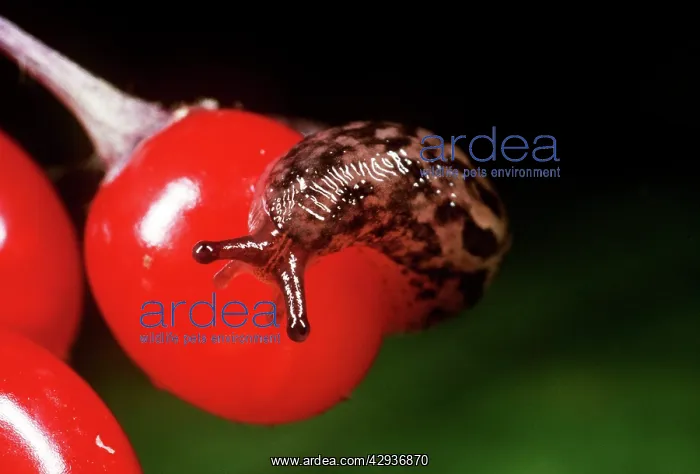 : Great Grey Slug / Leopard Slug - young on berry : Great Grey Slug / Leopard Slug - young on berry