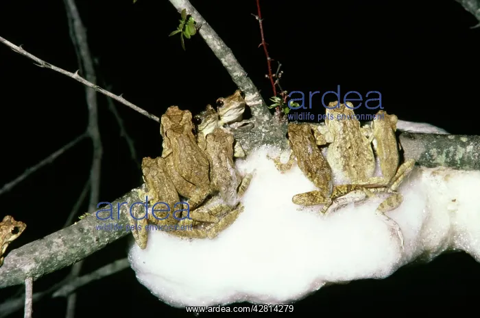 : Great Grey Tree Frog - making foam nests for their : Great Grey Tree Frog - making foam nests for their