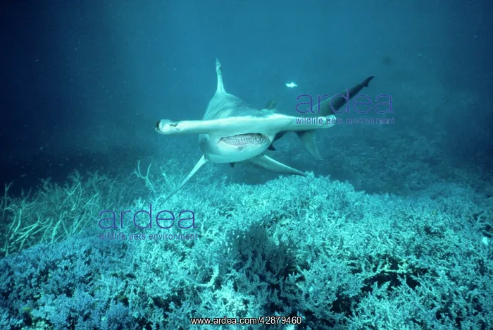 : GREAT HAMMERHEAD SHARK : GREAT HAMMERHEAD SHARK