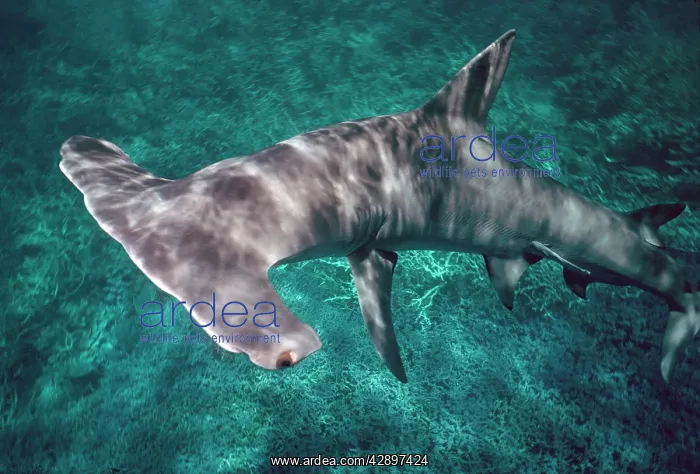 : Great Hammerhead SHARK : Great Hammerhead SHARK