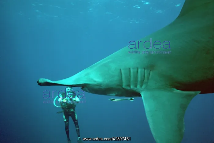  : Great Hammerhead SHARK