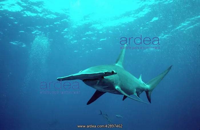 : Great Hammerhead SHARK : Great Hammerhead SHARK