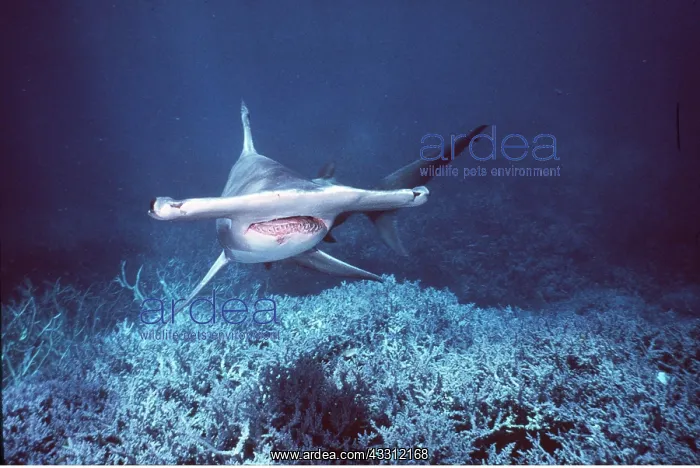 : GREAT HAMMERHEAD SHARK : GREAT HAMMERHEAD SHARK