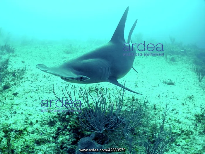  : Great Hammerhead Shark - 90 feet down over sandy seabed