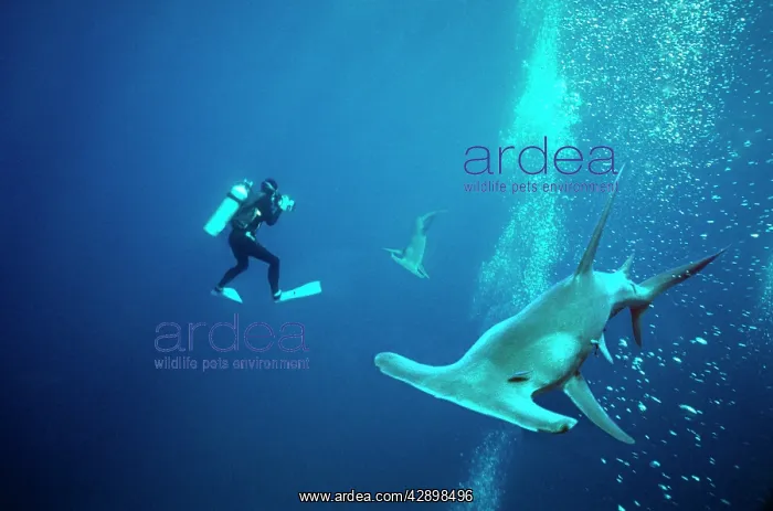 : Great Hammerhead Shark - With diver. Cameraman : Great Hammerhead Shark - With diver. Cameraman