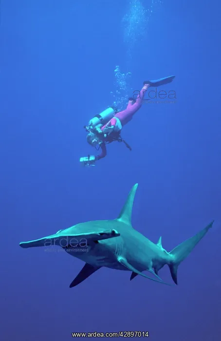 : Great Hammerhead Shark - With diver Valerie Taylor : Great Hammerhead Shark - With diver Valerie Taylor