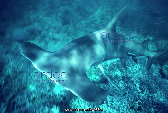 : Great Hammerhead Shark - Feeds mainly on fish and : Great Hammerhead Shark - Feeds mainly on fish and