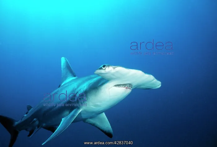 : Great Hammerhead SHARK - front-view of back, with : Great Hammerhead SHARK - front-view of back, with