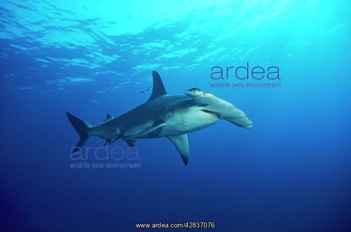 : Great Hammerhead SHARK - side-view : Great Hammerhead SHARK - side-view