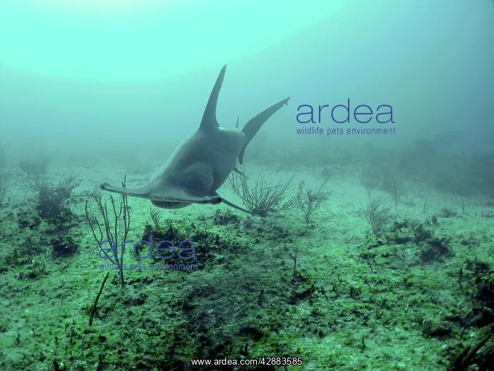 : Great Hammerhead Shark - Swimming 90 feet down : Great Hammerhead Shark - Swimming 90 feet down