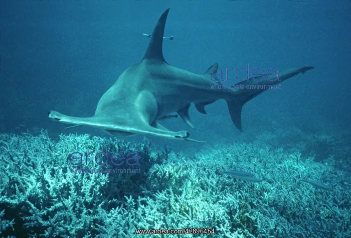 : Great Hammerhead SHARK - swimming towards the photographer : Great Hammerhead SHARK - swimming towards the photographer