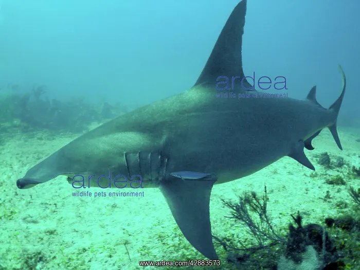 : Great Hammerhead Shark - Swimming over seabed at 90 feet : Great Hammerhead Shark - Swimming over seabed at 90 feet