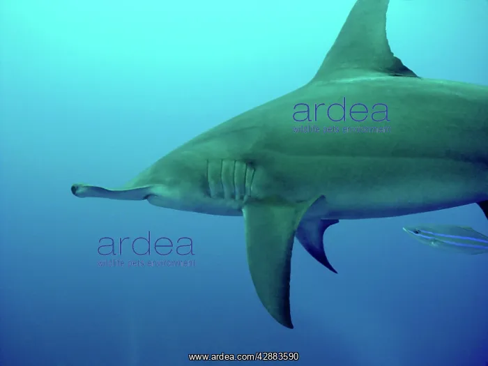 : Great Hammerhead Shark - Swimming with small fish : Great Hammerhead Shark - Swimming with small fish