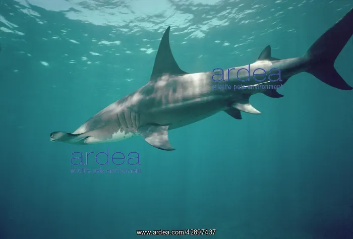 : Great Hammerhead SHARK - side view, swimming just : Great Hammerhead SHARK - side view, swimming just